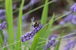 蜜蜂,薰衣草,昆蟲