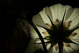 花,白,光