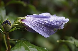 花,滴,紫