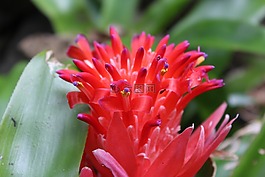 開(kāi)花,紅色,朵紅色的花