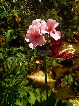 鮮花,挑戰,尊重