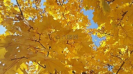 秋季,黃色,工作表