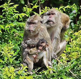 猿,猴宝宝,毛里求斯