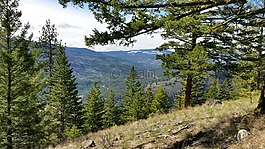 山,森林,自然
