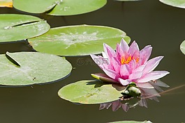 水百合,湖,蓮花