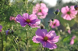 花,宇宙,性質(zhì)