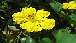 南瓜花,花,自然