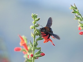 花,蜜蜂,黎明