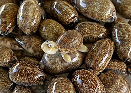 海洋海螺,龜,工藝品