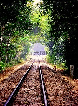 自然,樹,鐵路軌道