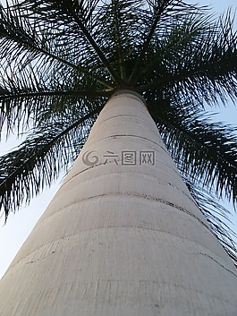 棕櫚,度假,自然