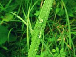 綠色,自然,水泡沫