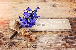 风信子,花,鲜花