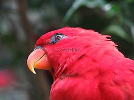 鸚鵡,鳥,紅色