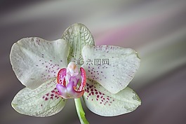 花,開花,蘭花