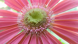 宏观,粉红色,非洲菊