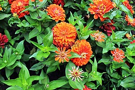 鮮花,橙色,植物