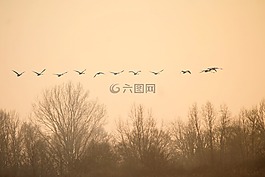 鳥類,天鵝,飛