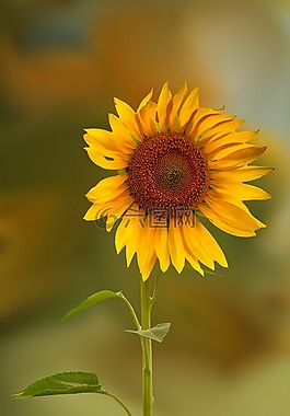 花,開花,太陽花