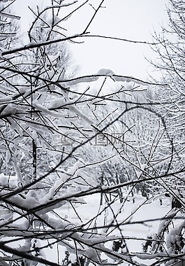 雪,樹,冷