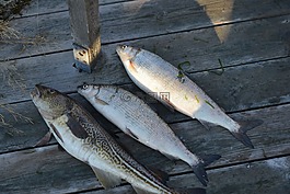 魚,海,自然