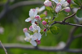 春,開花,自然