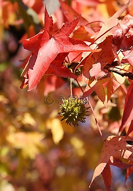 葉,秋,紅色