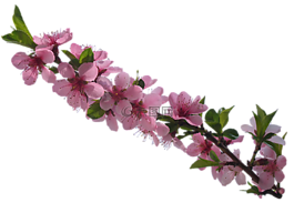 鮮花,管,工藝材料