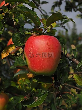 蘋果,水果,紅色