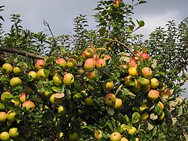 蘋果,水果,紅色