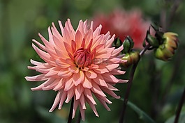 嬌琴紗,花,廠