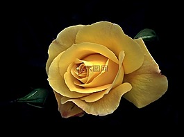 花,玫瑰,黃