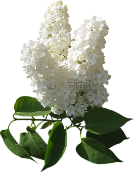 鮮花,管,工藝材料