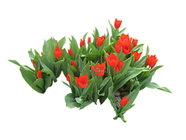 鮮花,管,工藝材料
