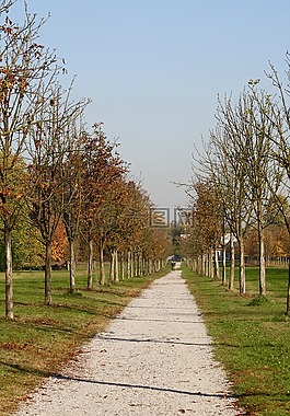 viale,秋,公園