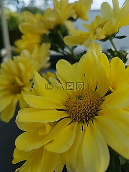 性質(zhì),開花,黃色