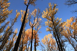 阿沃莱达,秋,性质