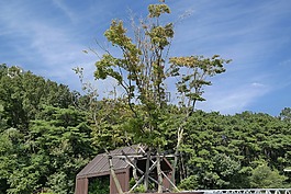 森林,木材,花園