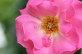 玫瑰,花,花園