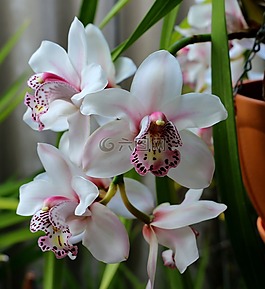 蘭花,花,花園