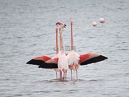 的水體,鳥,湖