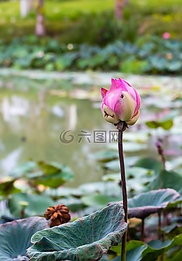 花,蓮花,越南