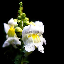 花槍口狼,白色的花,天性