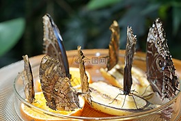 蝴蝶,性質(zhì),昆蟲