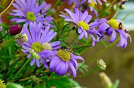 bug,性質(zhì),花卉