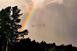 彩虹,自然,树