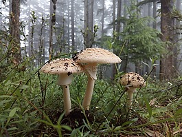 nauter,蘑菇,菌类