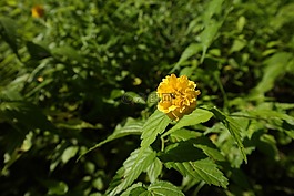 綠色,黃色,黃色花