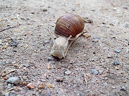 性質(zhì),蝸牛,動物