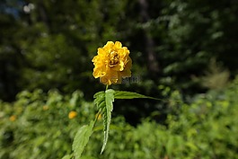 綠色,黃色,黃色花